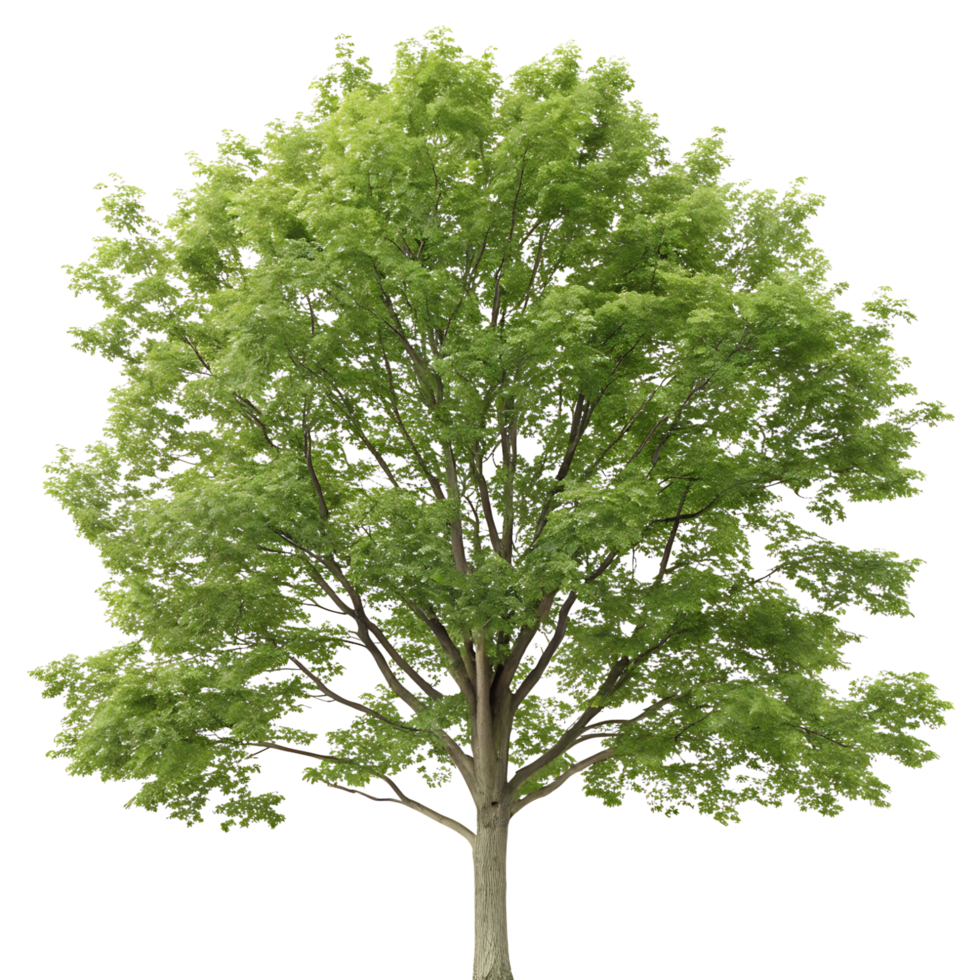 A single sugar maple tree with fresh healthy leaves reaching toward the sky against a pure Transparent Background highlighting its symmetrical shape png