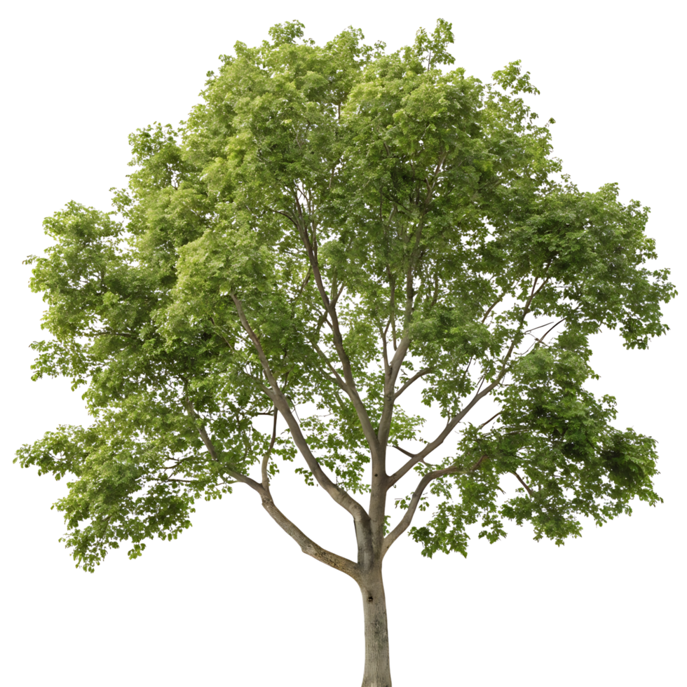 A beautiful sycamore tree with a sprawling canopy and healthy green foliage isolated against a plain Transparent Background for focus and clarity png