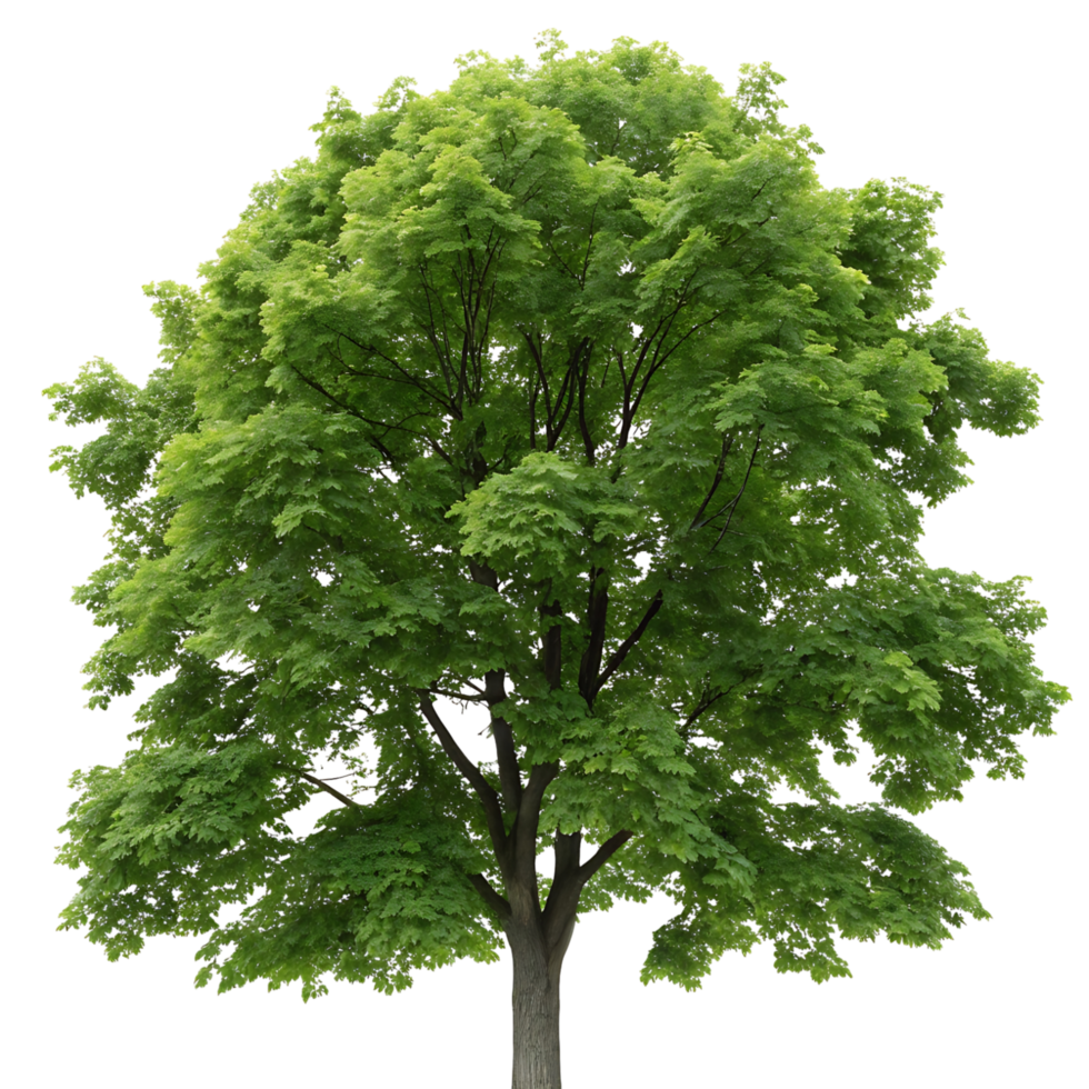 A vibrant sugar maple tree with dense green foliage providing shade and a sense of tranquility set against a crisp Transparent Background for emphasis png