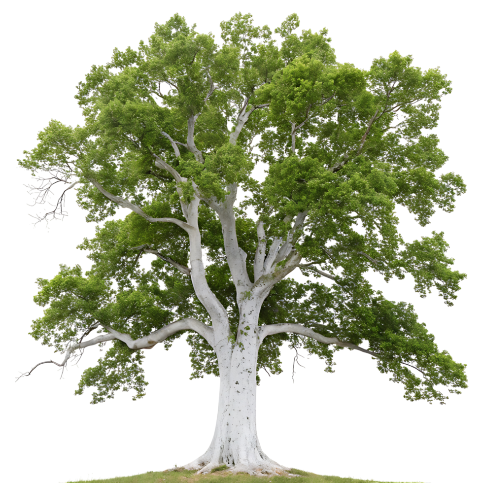 Sycamore Tree with Bark Green Foliage Isolated on Transparent Background png