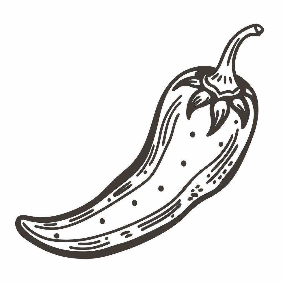 Vintage Black and White Chili Pepper Illustration for Spicy Culinary Designs vector