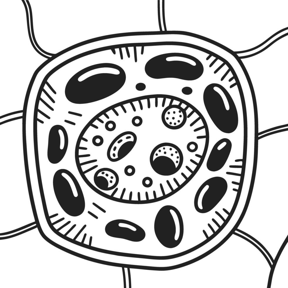 Black and white cell structure illustration detailed biological drawing with nucleus and organelles vector