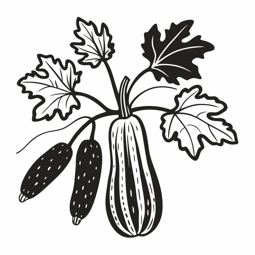 Hand Drawn Zucchini with Leaves and Flowers in Black and White Illustration vector