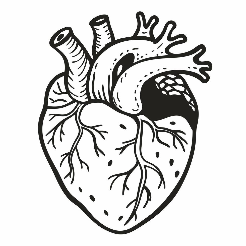 Detailed Black and White Anatomical Heart Illustration with Veins and Arteries vector