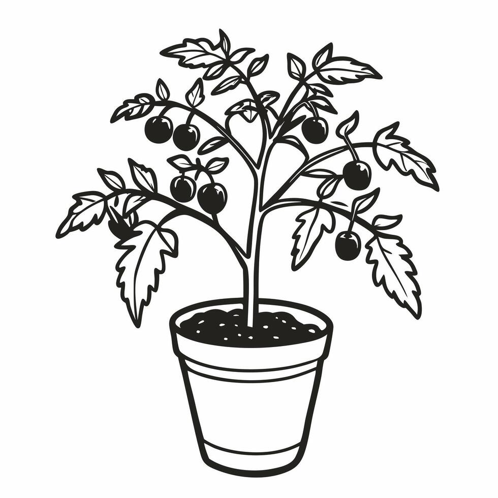 Monochrome Tomato Plant in Pot Minimalist Botanical Illustration vector