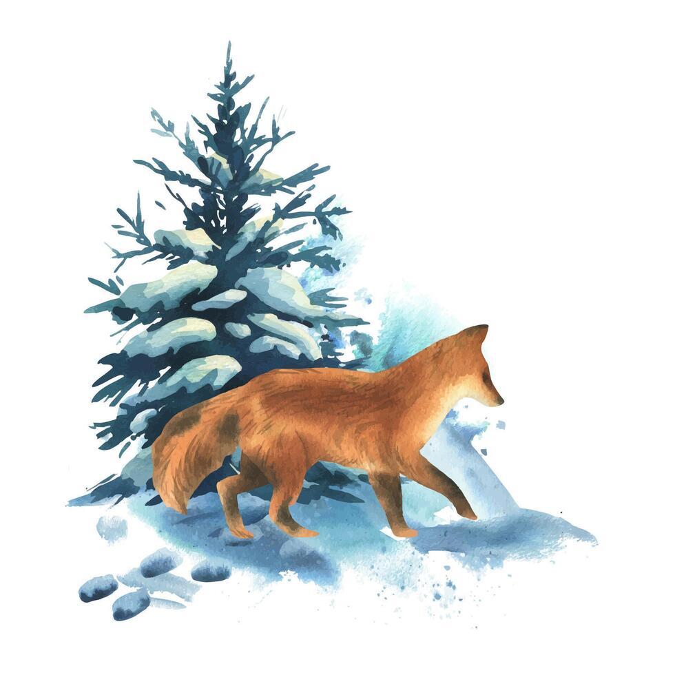 Winter landscape in the forest with a fox, spruce trees with snow and snowdrifts around. Watercolor hand drawn illustration. Composition simple wildlife scene isolated from background vector