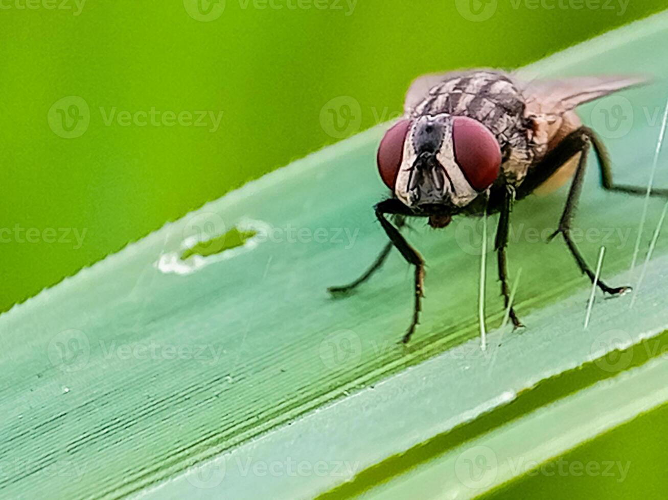 the New World screw-worm fly, or screw-worm for short, is a species of parasitic fly that is well known for the way in which its larvae photo