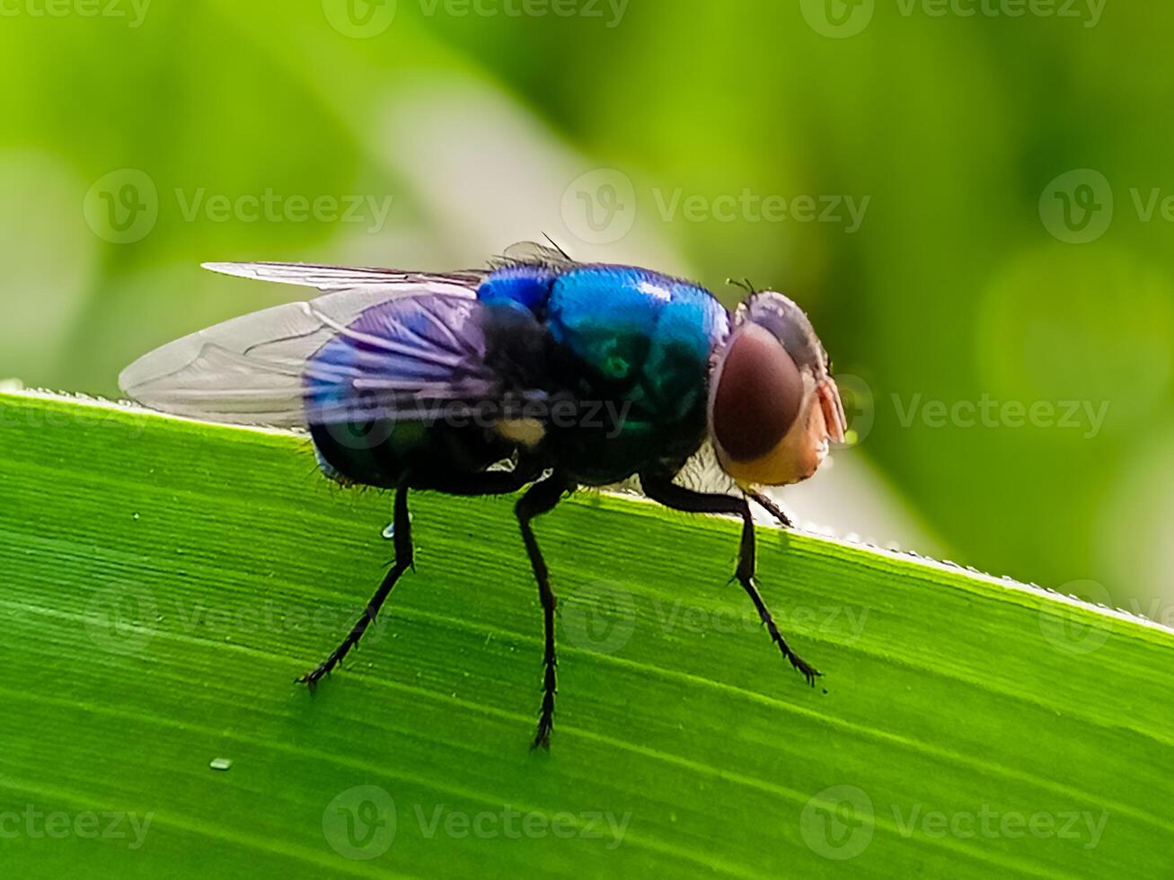 hominivorax, the New World screw-worm fly, or screw-worm for short, is a species of parasitic fly that is well known for the way in which its larvae photo