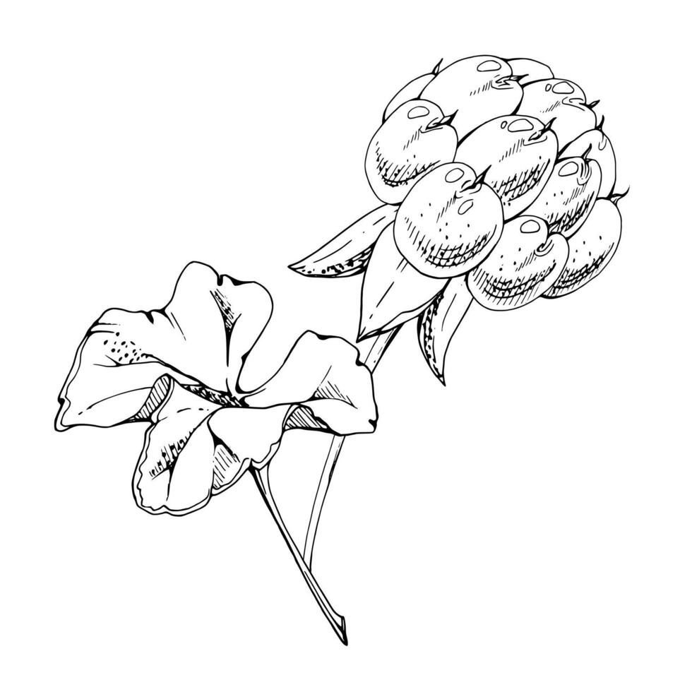 Cloudberry raspberry with plant leaves on stem, hand drawn ink, Scandinavian line ripe forest berry. Isolated botanical illustration for restaurant, dessert cafe menu, wedding, farmers market vector
