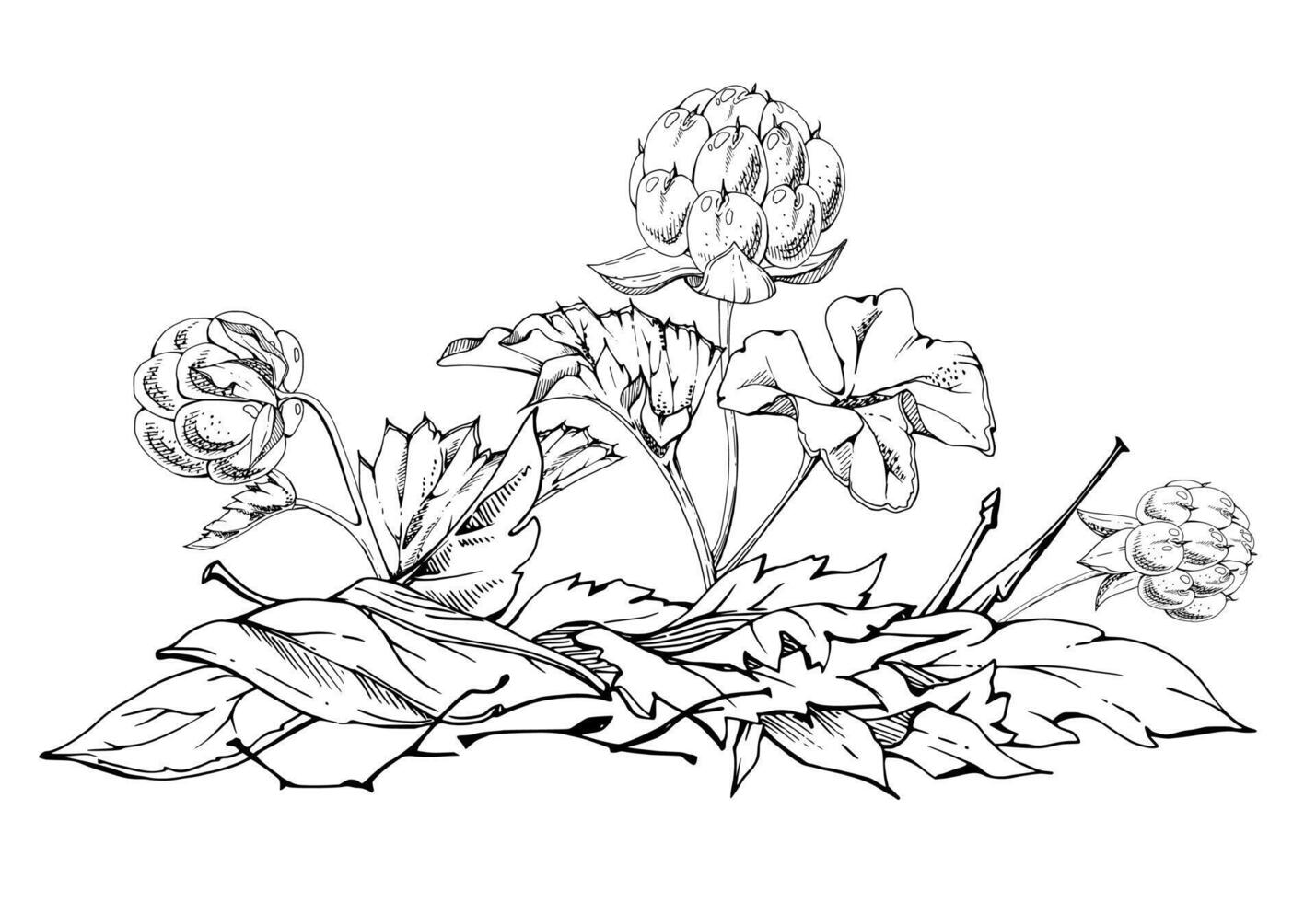Cloudberry raspberry in autumn leaves on stem, hand drawn ink, line ripe Scandinavian forest berry. Isolated botanical illustration for dessert cafe menu, restaurant, wedding, farmers market vector