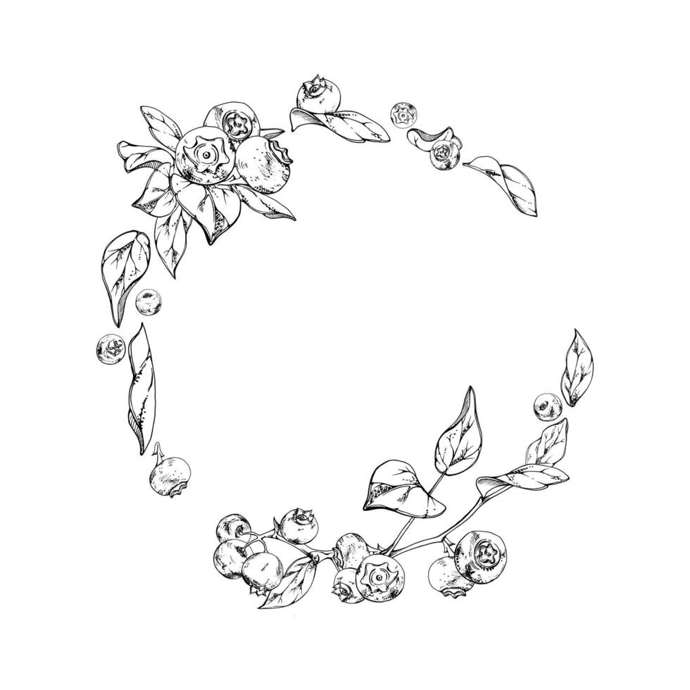 Blueberry blackberry bunch with plant leaves on branch, hand drawn in ink , ripe forest berry. Isolated botanical illustration wreath garland frame for recipe book, wedding menu, farmers market vector