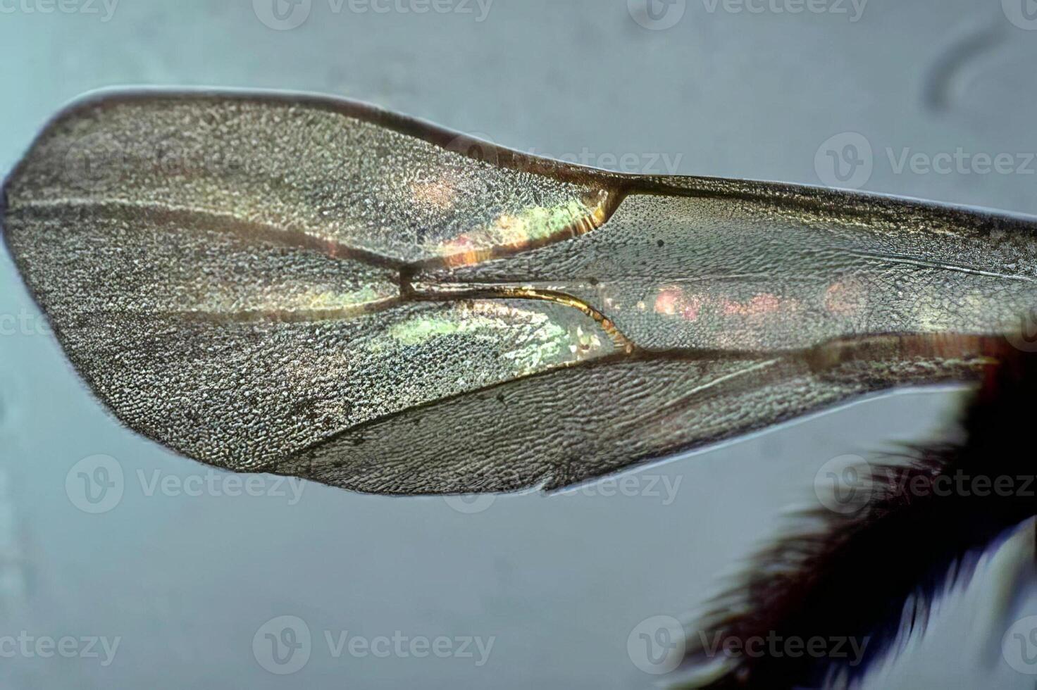 A close up of a wing of a fly photo