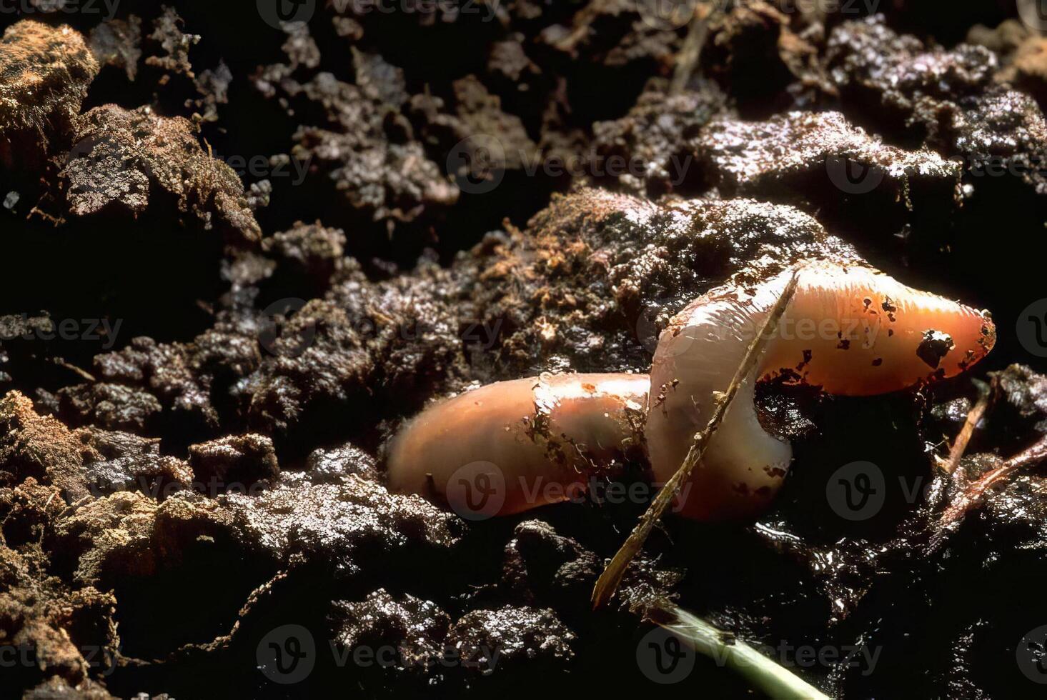 A worm crawling on the ground in the dirt photo