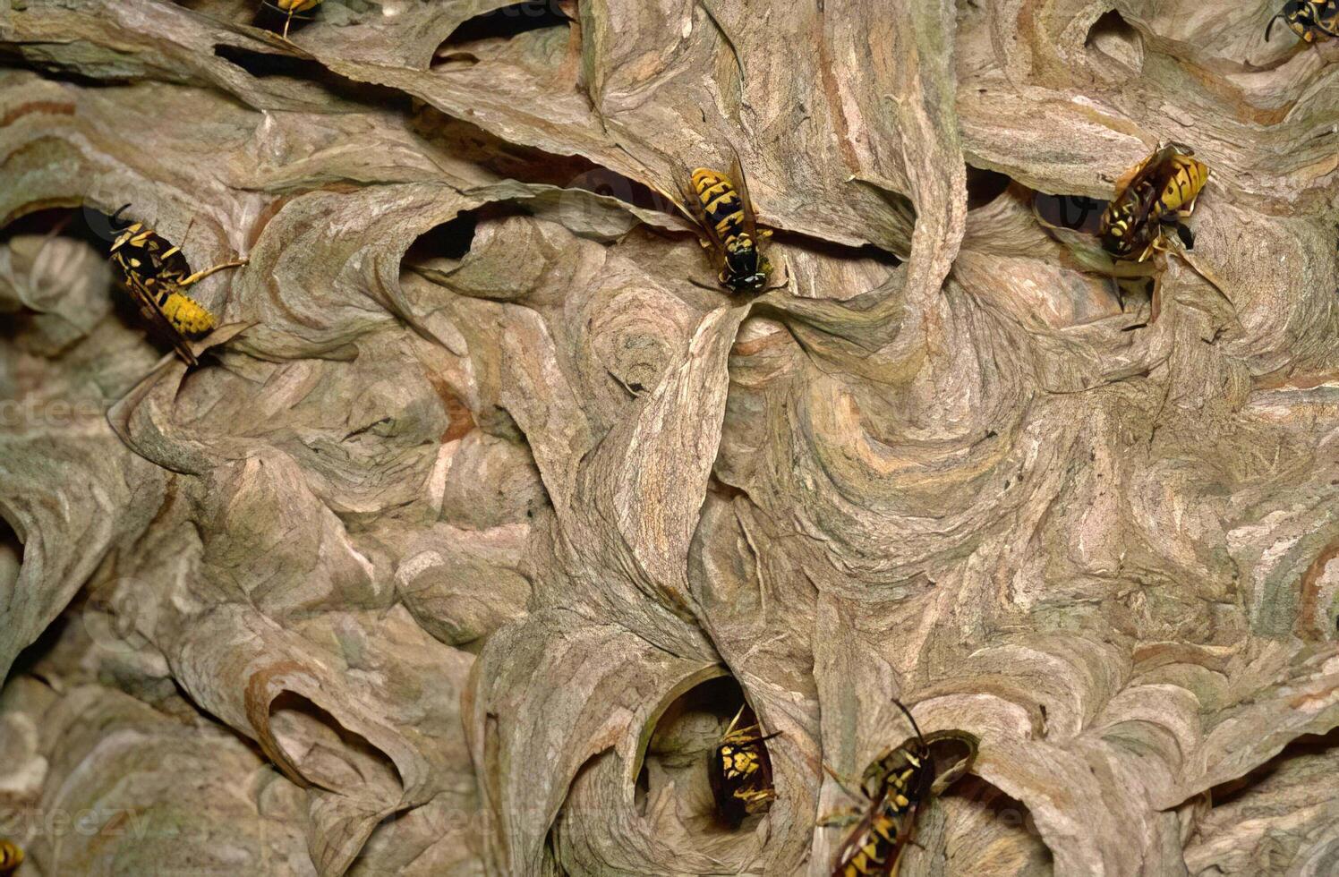 A group of wasps in a nest photo
