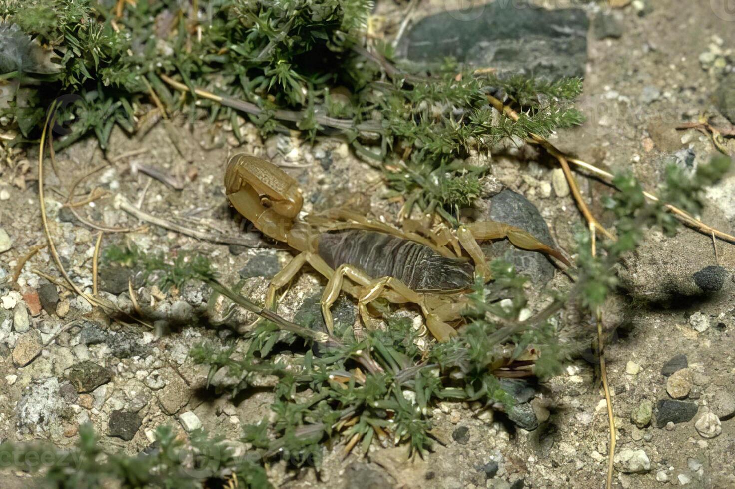 A scorpion crawling on the ground near some plants photo