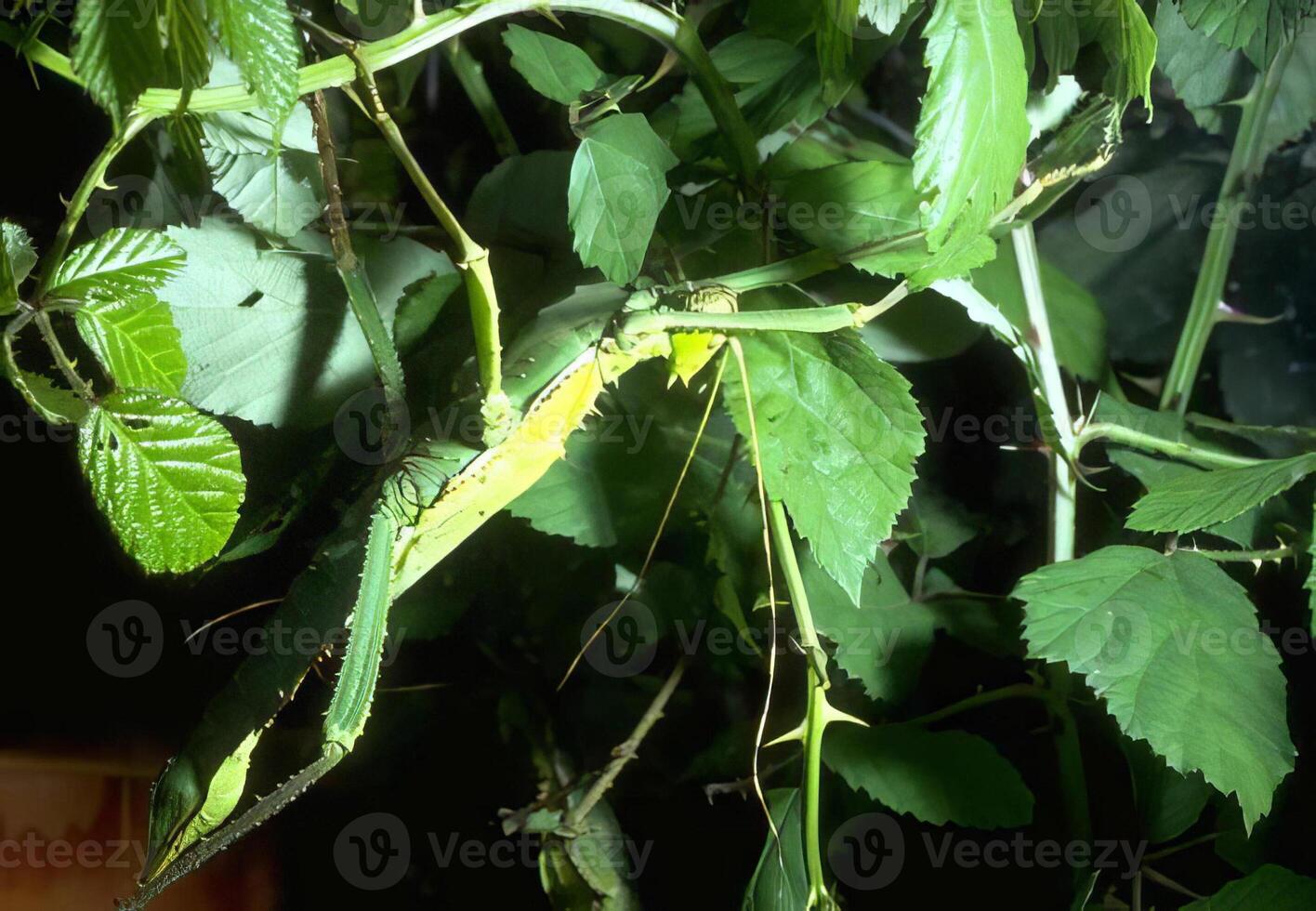 A large green insect on a plant with leaves photo