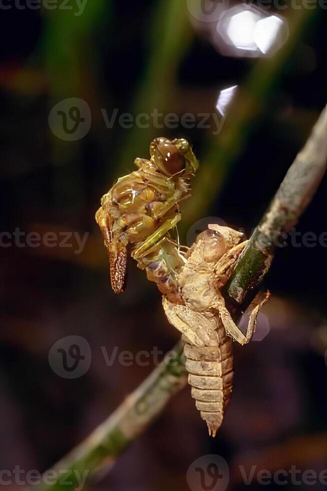 A bug is sitting on a branch with a leaf photo