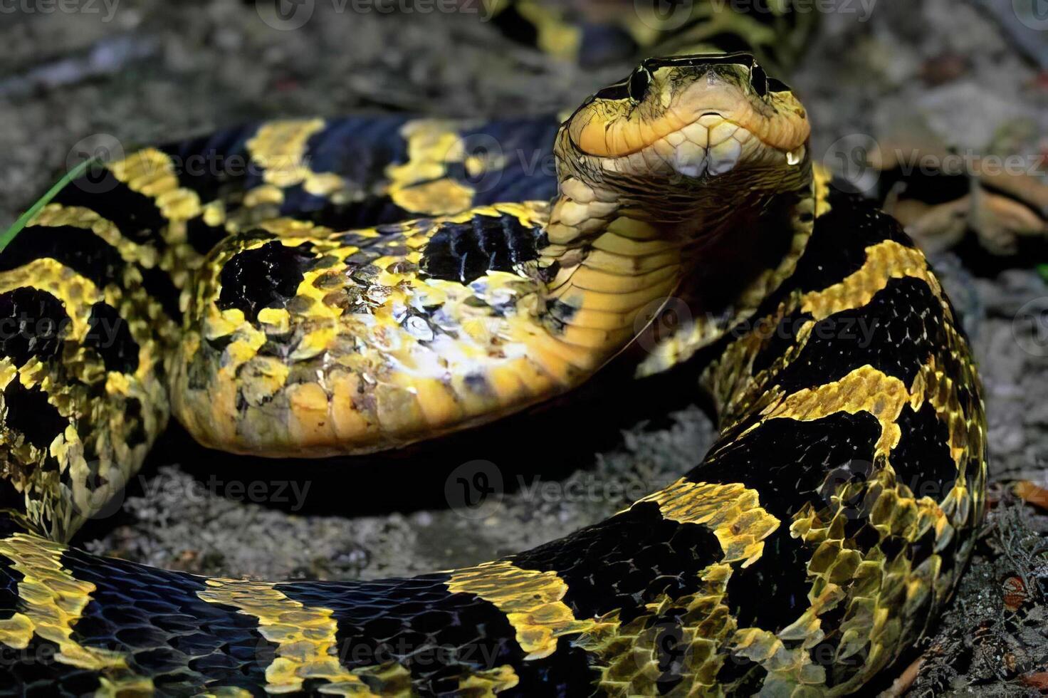 A close up of a snake with yellow and black stripes photo