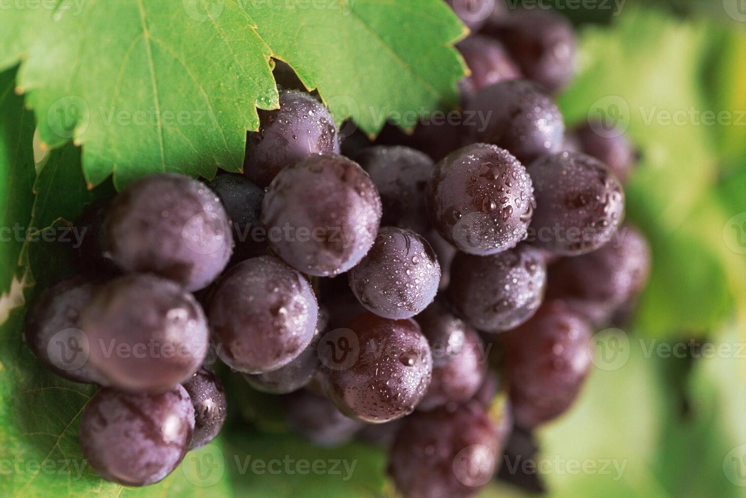 A bunch of grapes on a vine with leaves photo