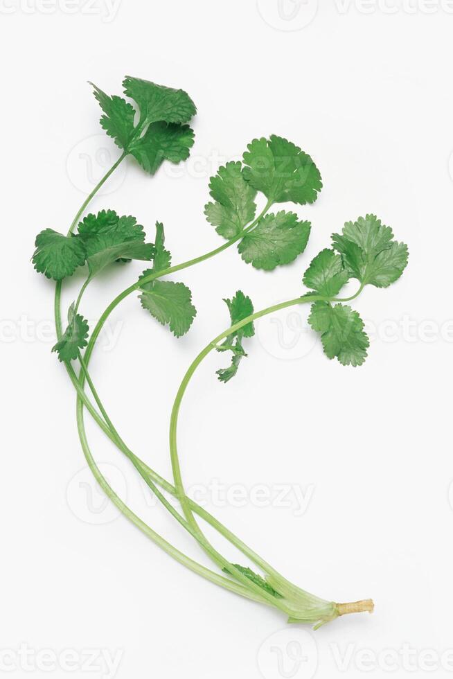 A bunch of green leaves on a white surface photo