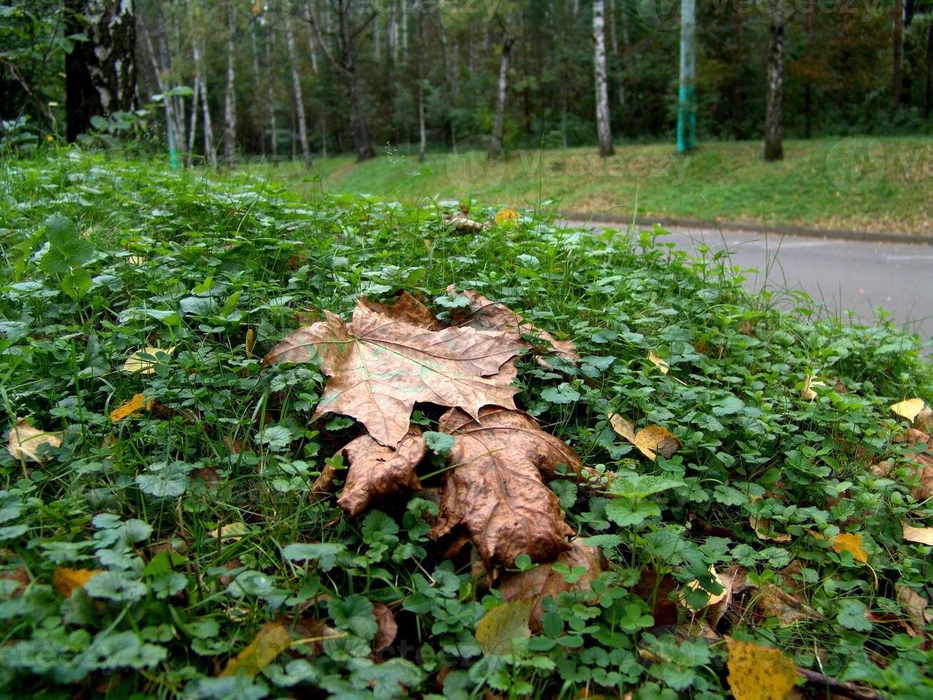 A leaf lying on the ground in the grass photo