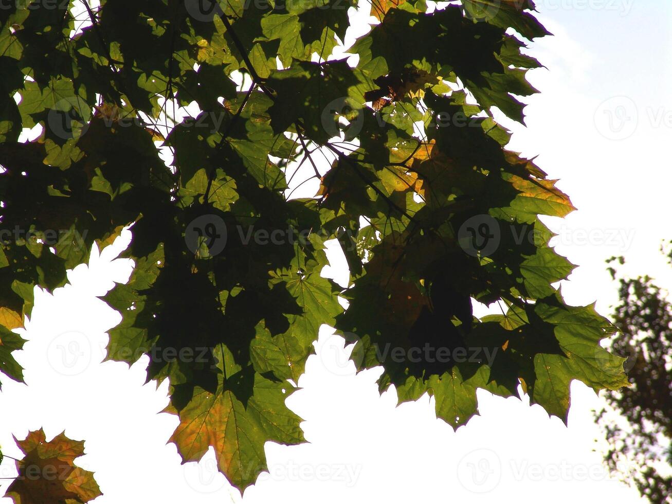 The leaves are green photo