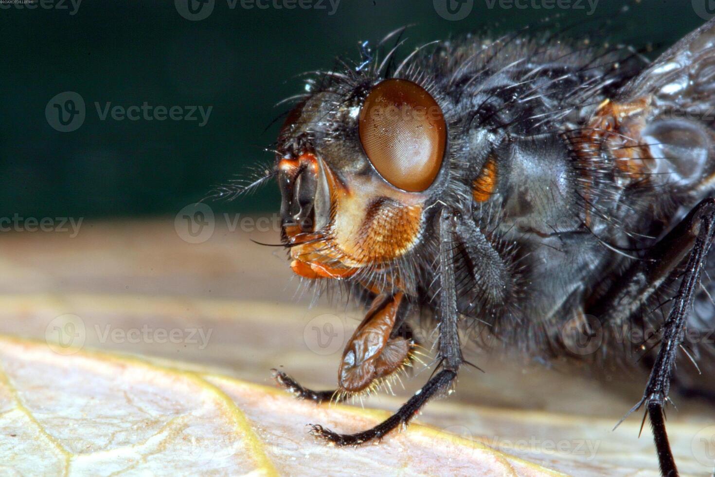 Honey bee, wasp or hornet close view photo
