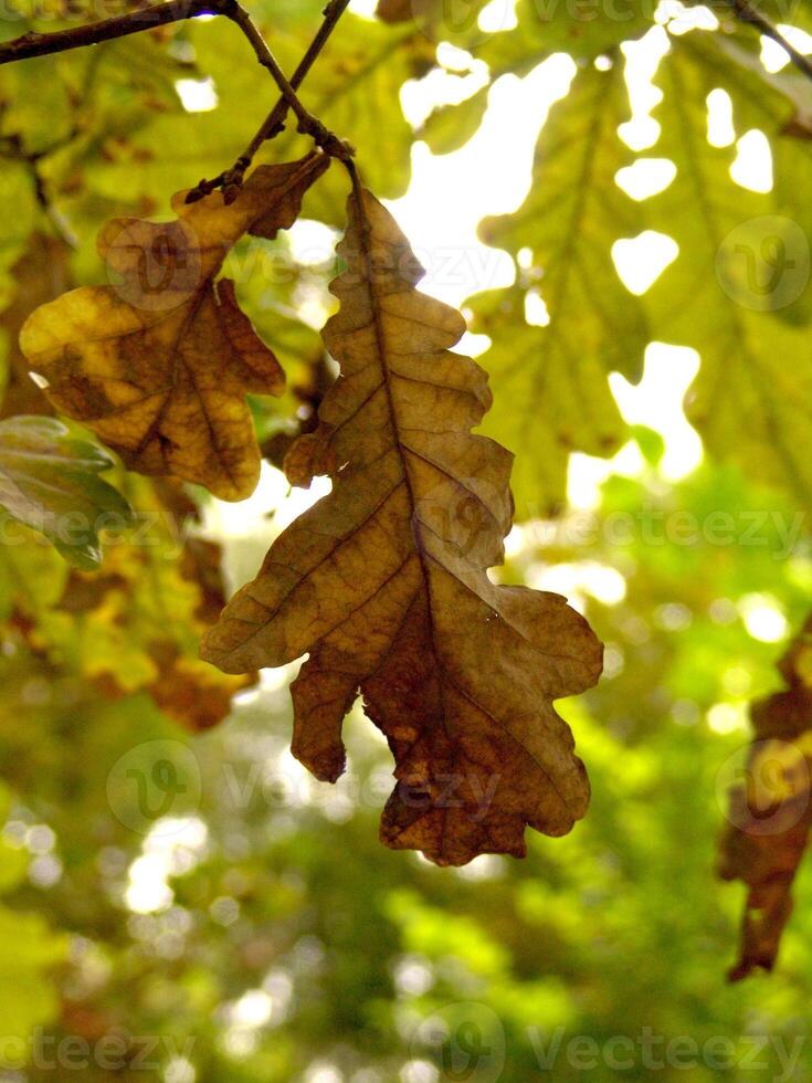 A tree with leaves and a bird on it photo