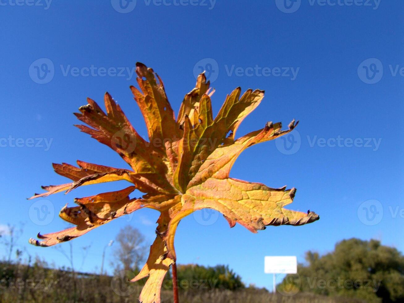 A leaf that is brown and yellow photo