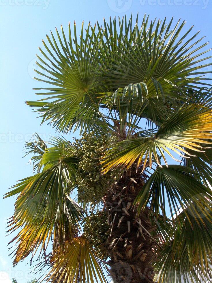 A palm tree with a bird on it photo
