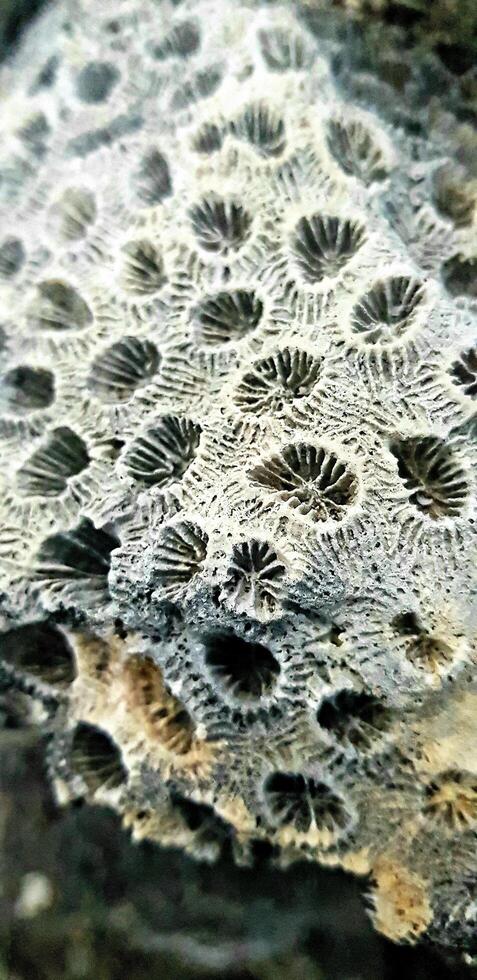 A close up of a rock with many holes photo