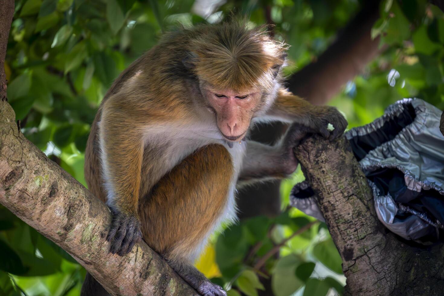A monkey sitting on a tree branch with a bag photo