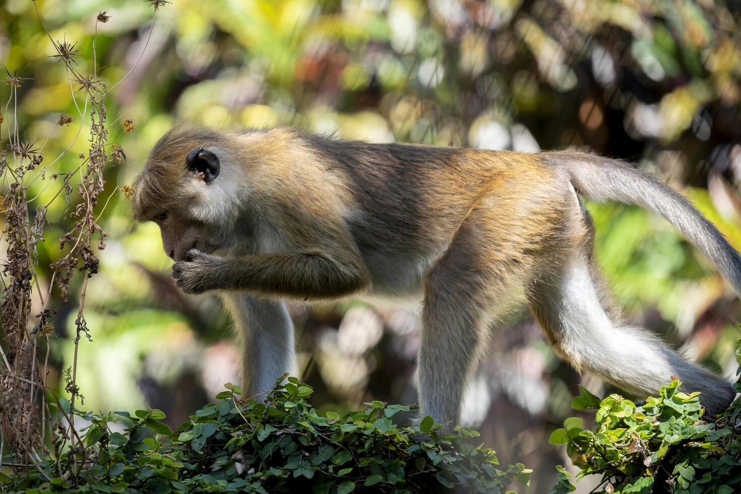 A monkey is walking on the ground near some bushes photo