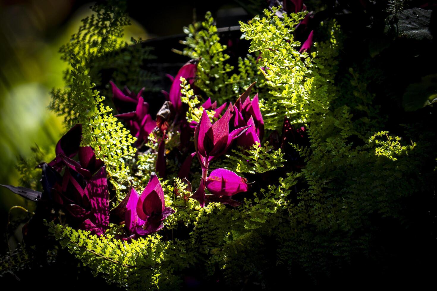A bunch of purple flowers photo