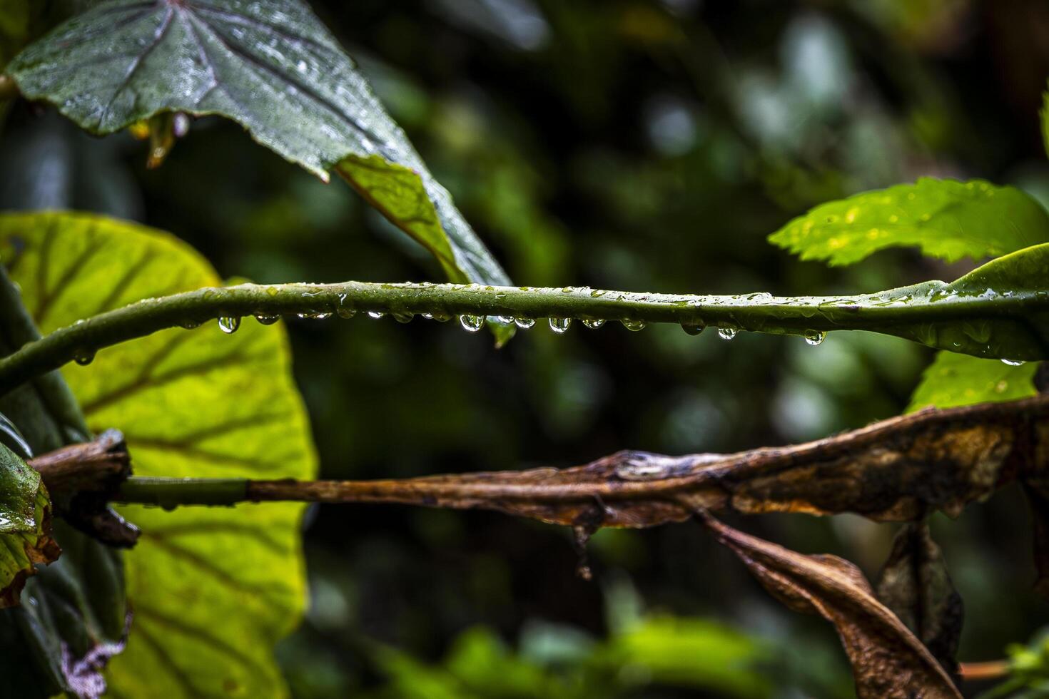 A plant with water droplets on it photo