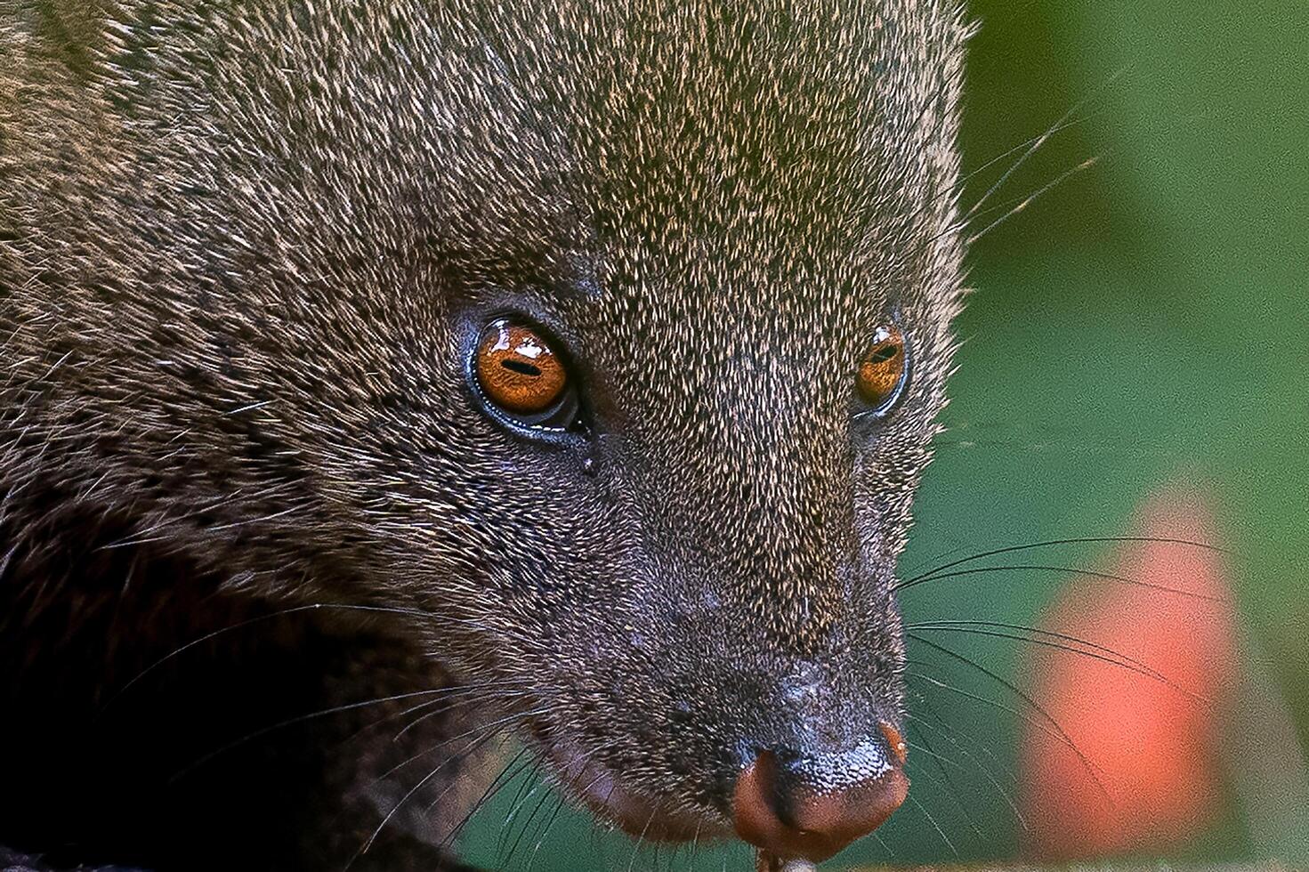 A close up of a small animal with its mouth open photo