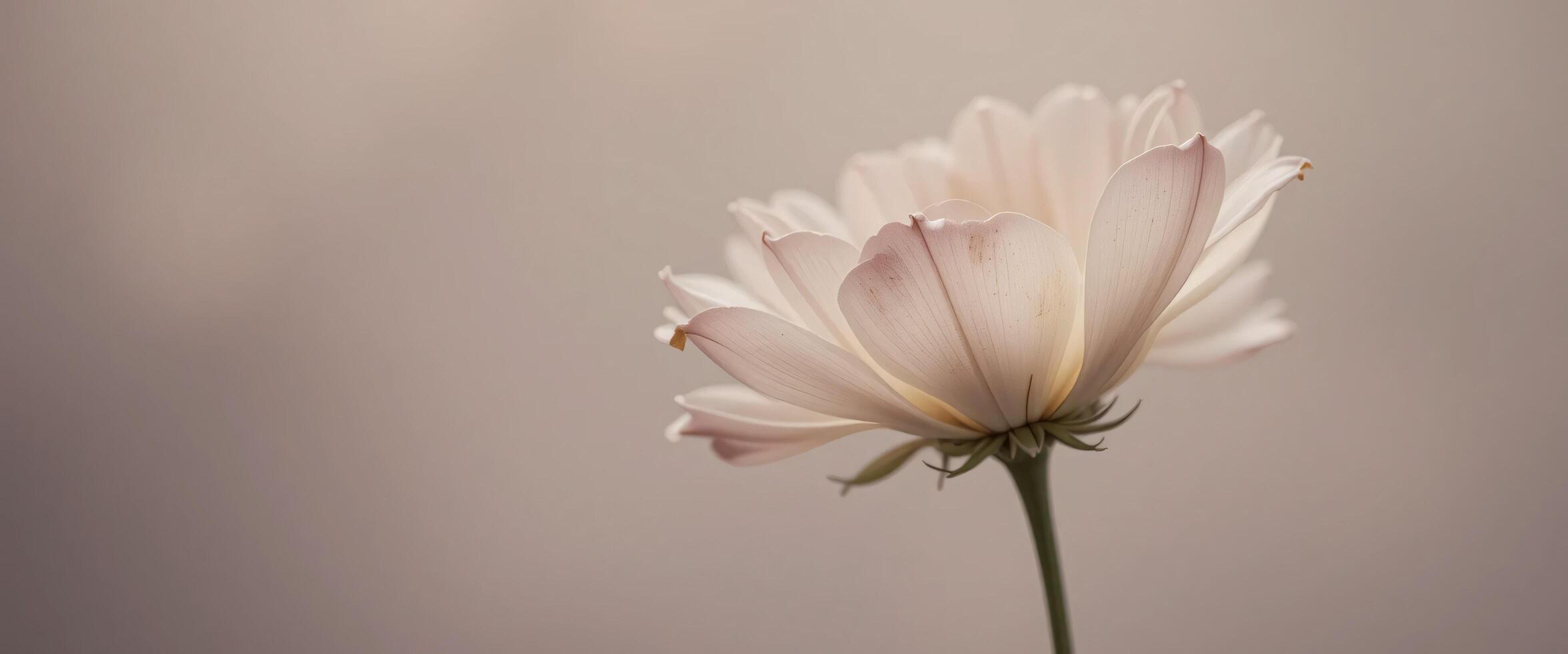 Desaturated Close-Up of a Single Flower photo