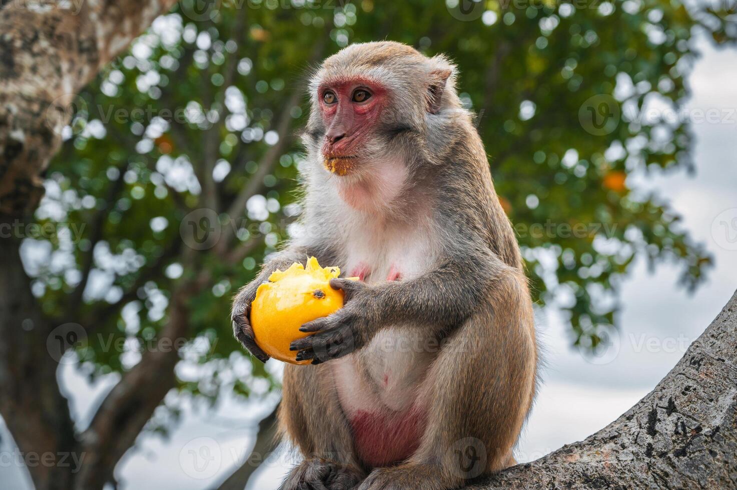 wild monkey eats mango sitting on a tree in forest in nature photo