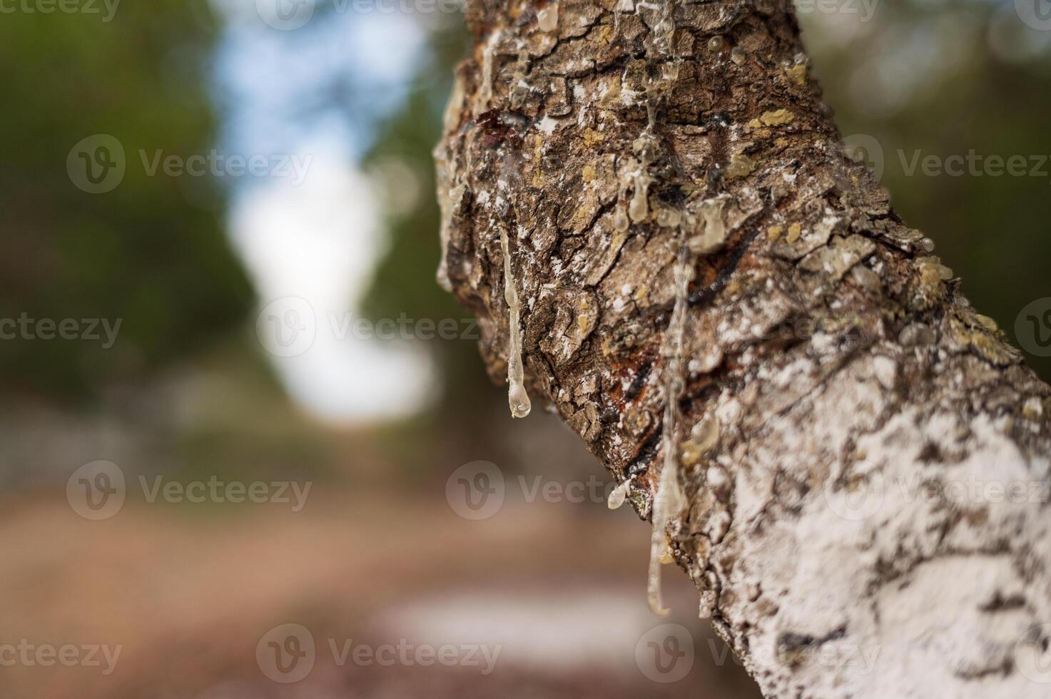 Fresh mastic drops ooze in tears from the mastic tree, reflecting light on Chios Island, Greece. A close-up shot with a dreamy bokeh background showcases the natural beauty of this precious resin. photo