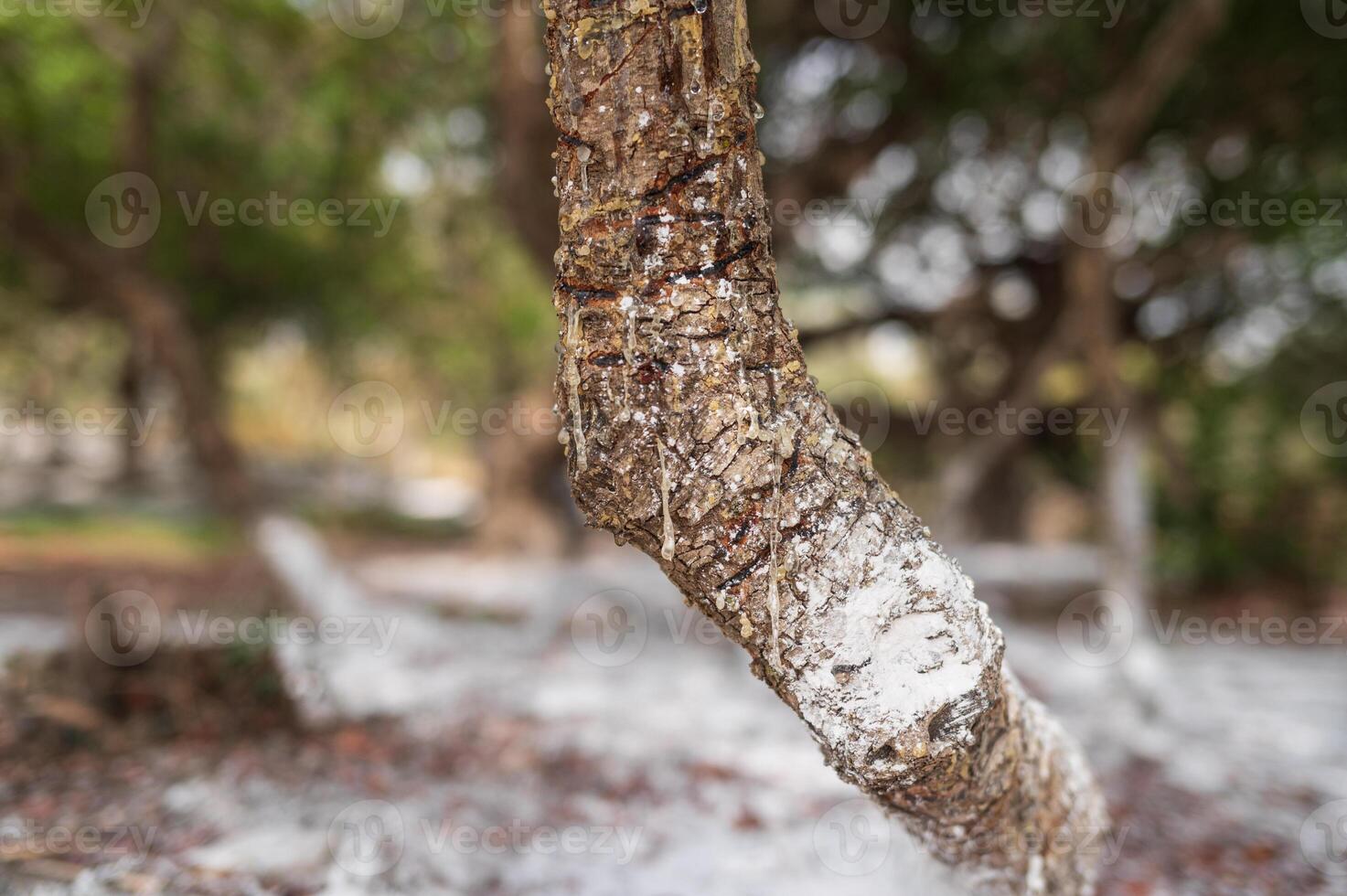Golden mastic drops oozing in tears out of the mastic tree branch on Chios Island, Greece. The delicate resin shines with clarity against a blurred bokeh background, emphasizing its organic allure. photo