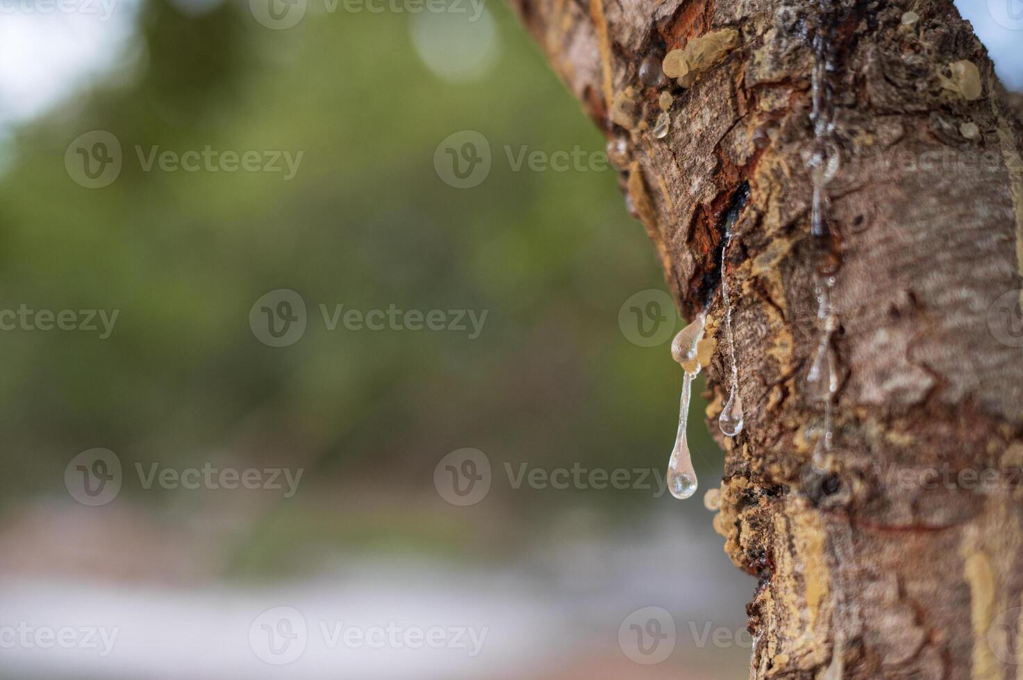 Fresh mastic drops ooze in tears from the mastic tree, reflecting light on Chios Island, Greece. A close-up shot with a dreamy bokeh background showcases the natural beauty of this precious resin. photo