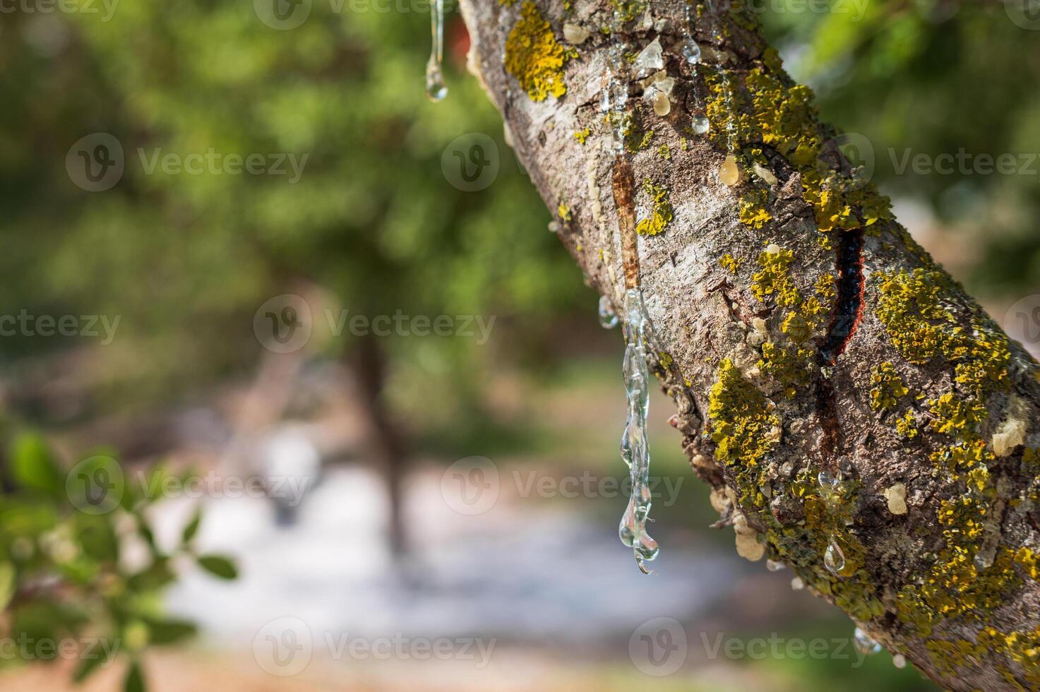 Mastic oozes in tears from mastic tree branch forming delicate resin drops on Chios Island, Greece. Rich texture and soft bokeh background highlight the authenticity of this treasured natural element. photo