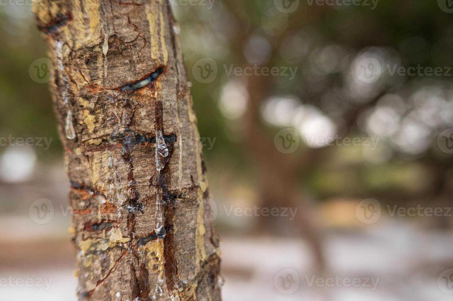 Golden mastic drops oozing in tears out of the mastic tree branch on Chios Island, Greece. The delicate resin shines with clarity against a blurred bokeh background, emphasizing its organic allure. photo