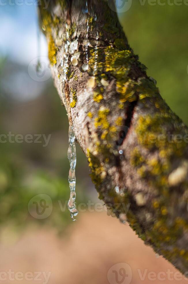 Mastic oozes in tears out of the branch of a mastic tree on Chios Island, Greece. Transparent mastic drops glisten against a soft bokeh background, highlighting this rare resins purity and tradition. photo