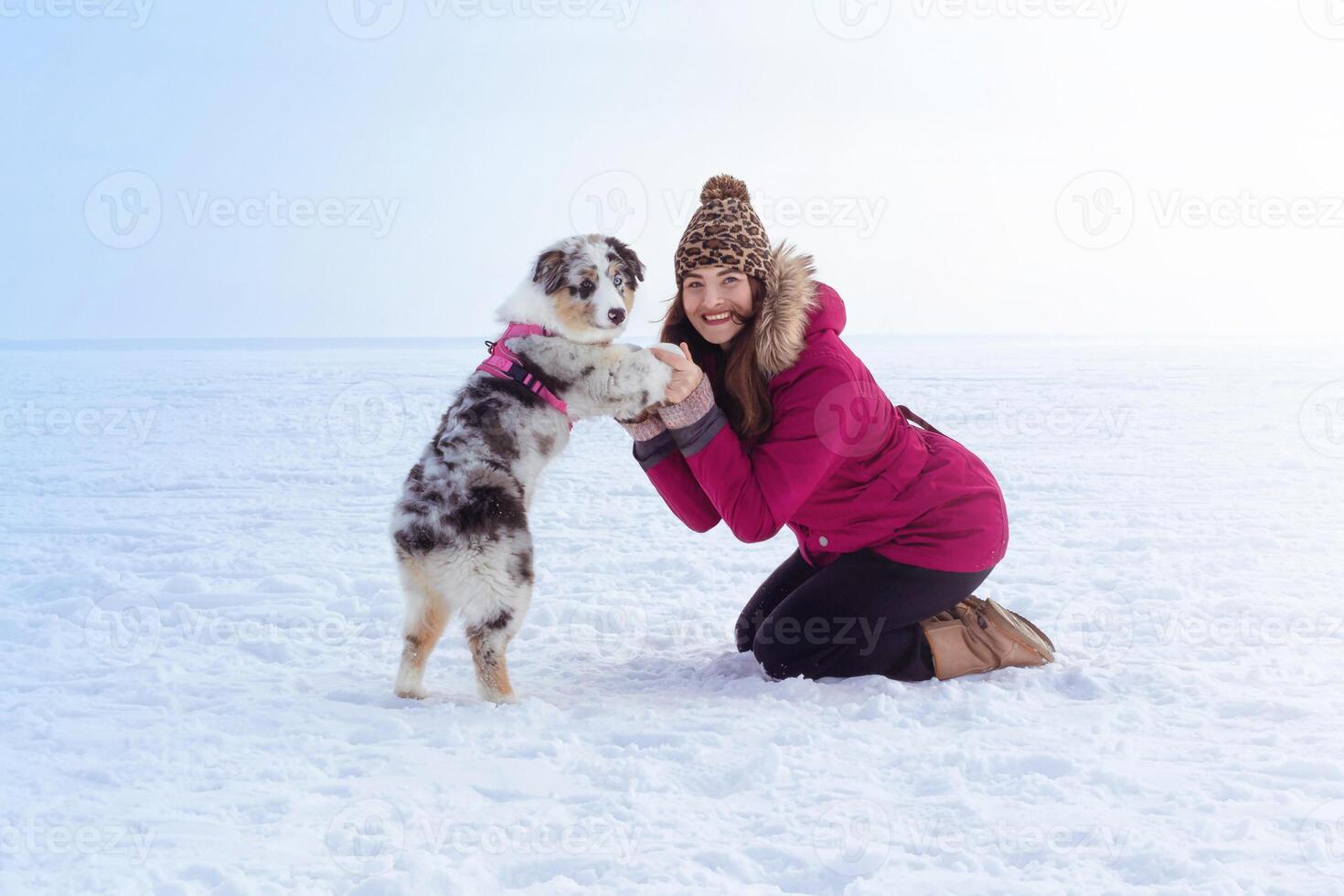 Woman holds the puppy Aussie Australian Shepherd in blue marble color by the legs. Snow landscape. Friends photo