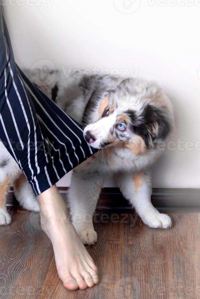 Aussie Australian Shepherd puppy in blue marble color bites the owner's clothes, pulls. Wants to walk, wants to eat. Vertical photo