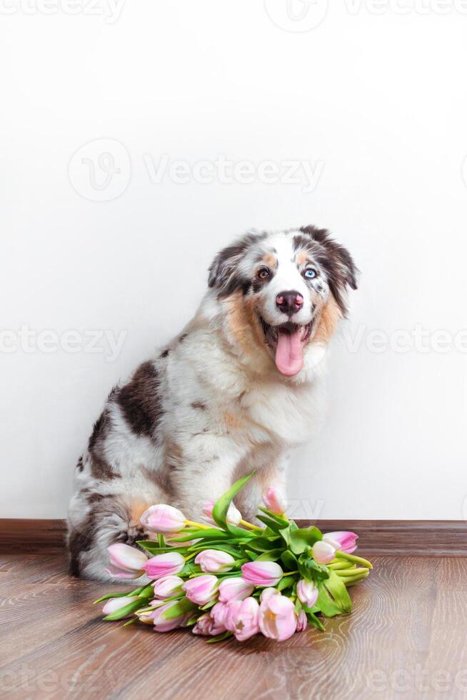 Funny Aussie Australian Shepherd puppy in blue marble color sits with bouquet of pink tulips vertical photo