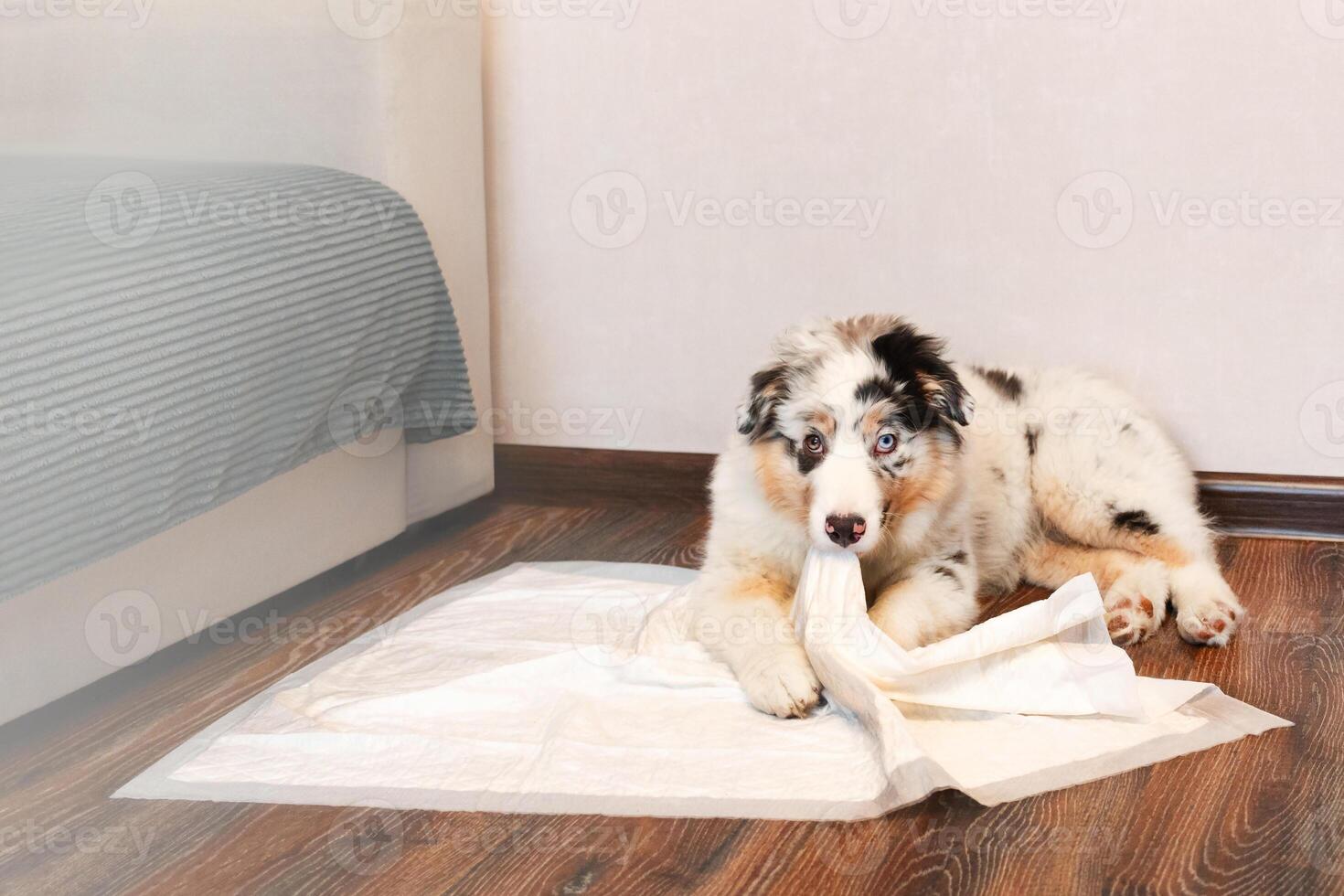 Australian Shepherd puppy different eye color uses a hygienic diaper in the house as his bed or toy. Puppy gnaws at diaper and looks at the camera. Teaching the dog to clean the toilet. photo