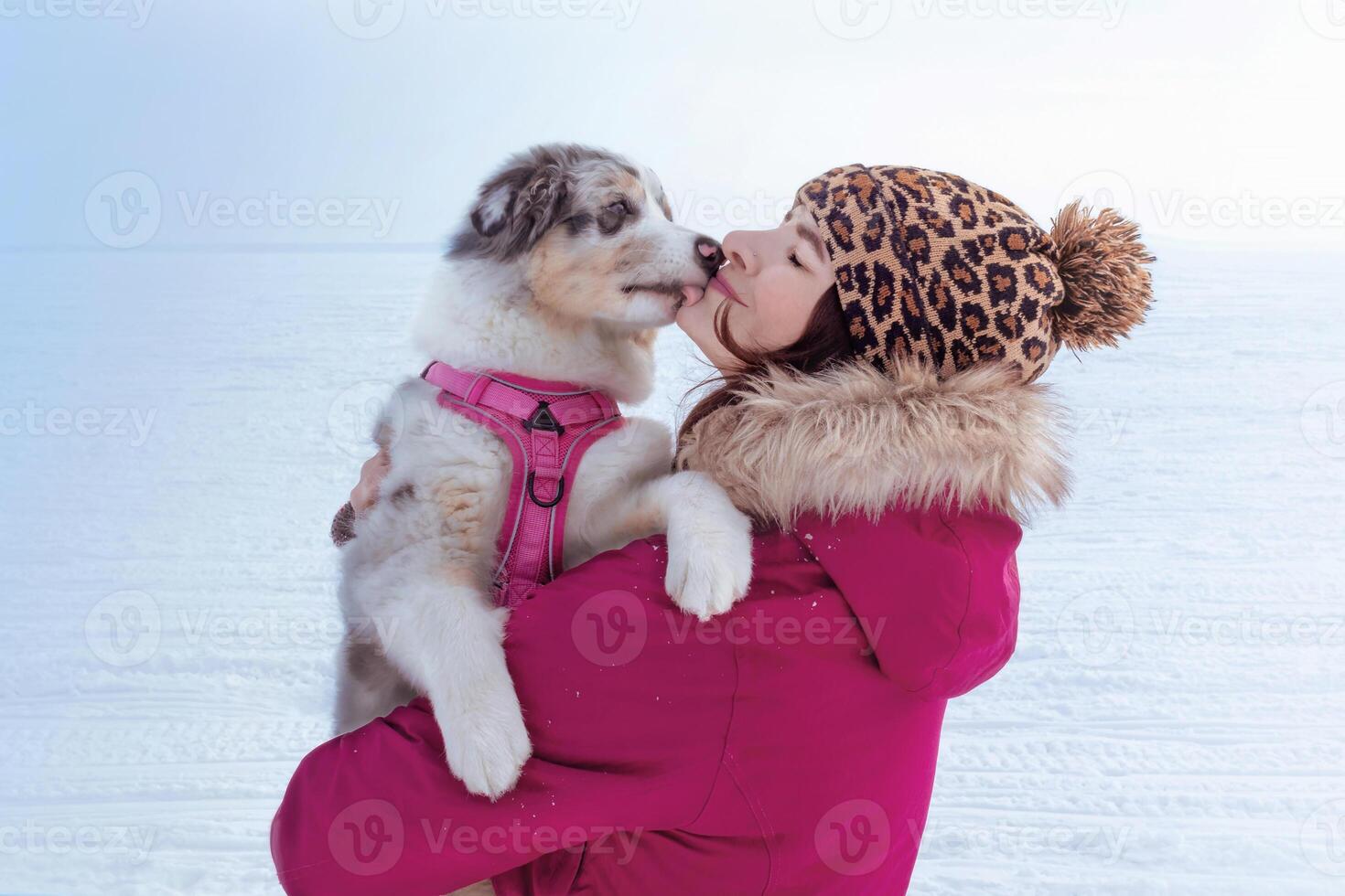 Snow view. A little cute Aussie Australian Shepherd puppy in blue marble color licks, kiss her owner at face. Close up nice photo