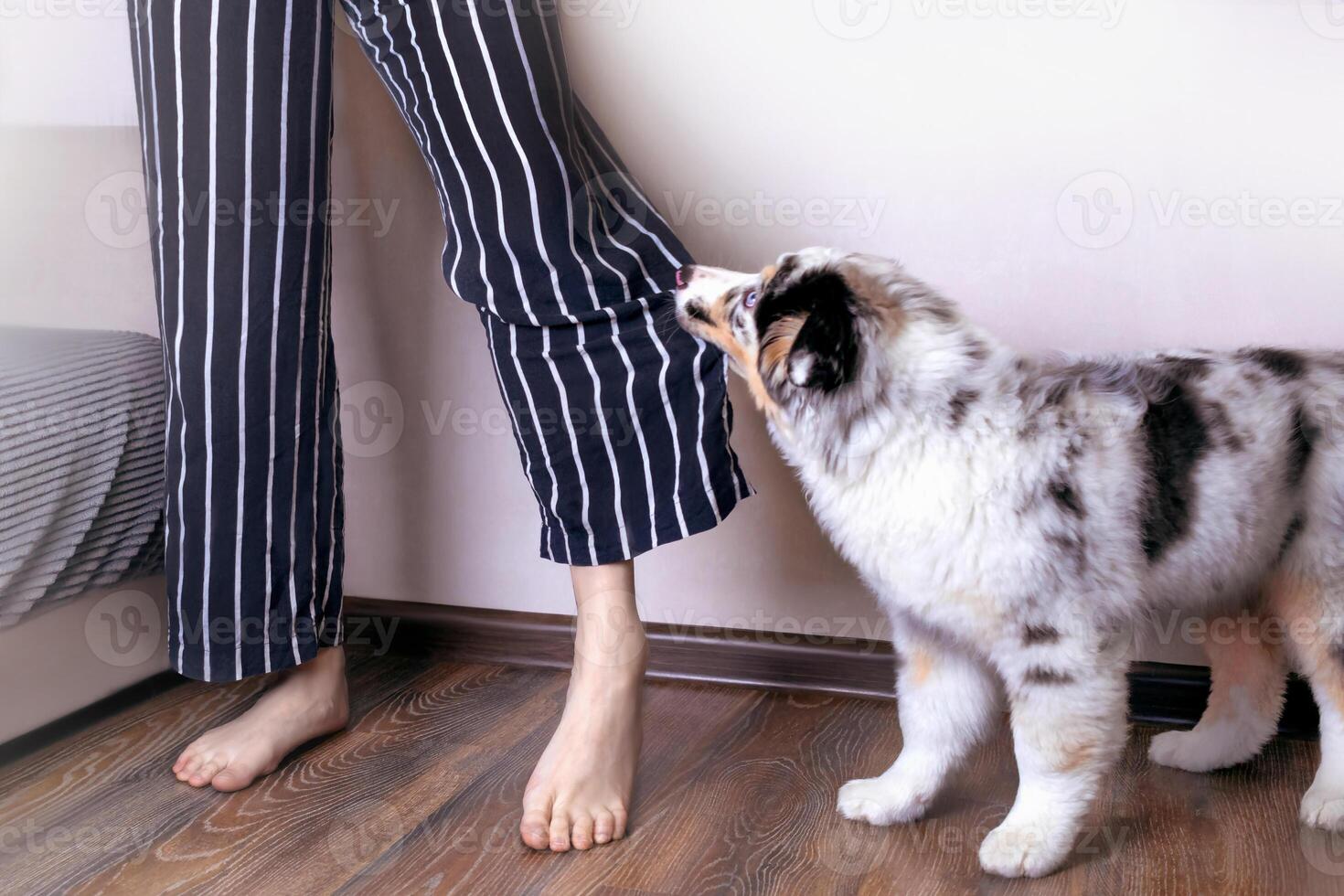 Sweet little Aussie Australian Shepherd puppy in blue marble color bites pajama pants, puppy misbehavior. Problems in raising a puppy. Wants to walk, wants to eat, wants to play photo